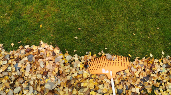 Fall Lawn Care Tips: 5 Steps to a Beautiful Lawn Next Year