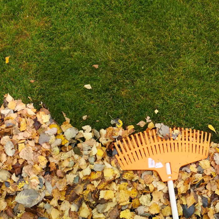 Fall Lawn Care Tips: 5 Steps to a Beautiful Lawn Next Year