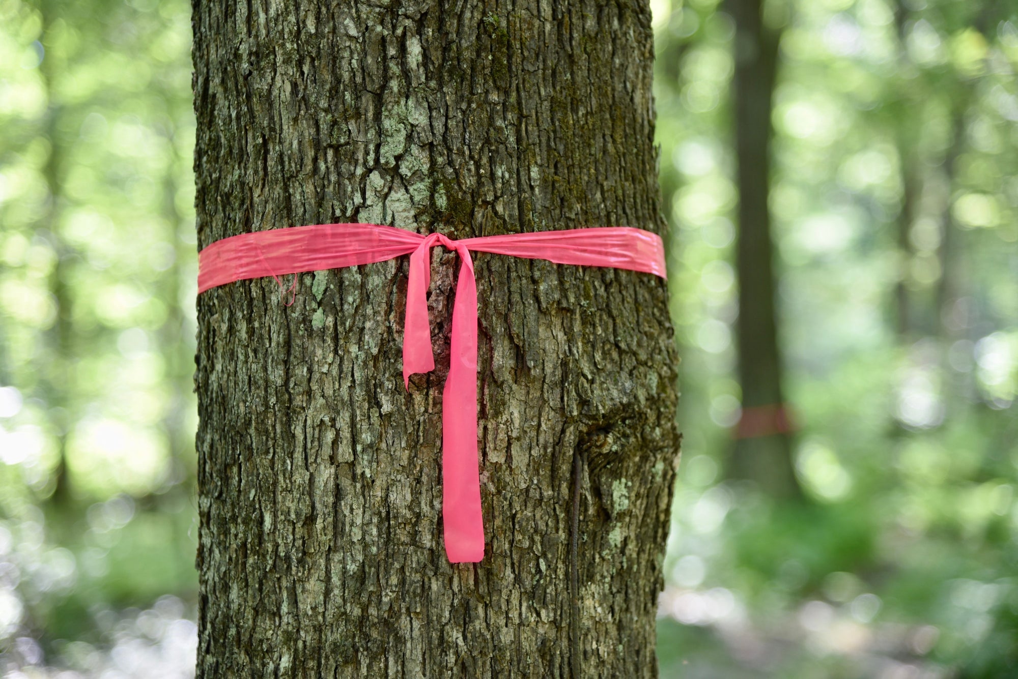 Timber Flagging Flagging Tape | Bulk Surveyor’s Tape + Free Shipping — ACE Supply