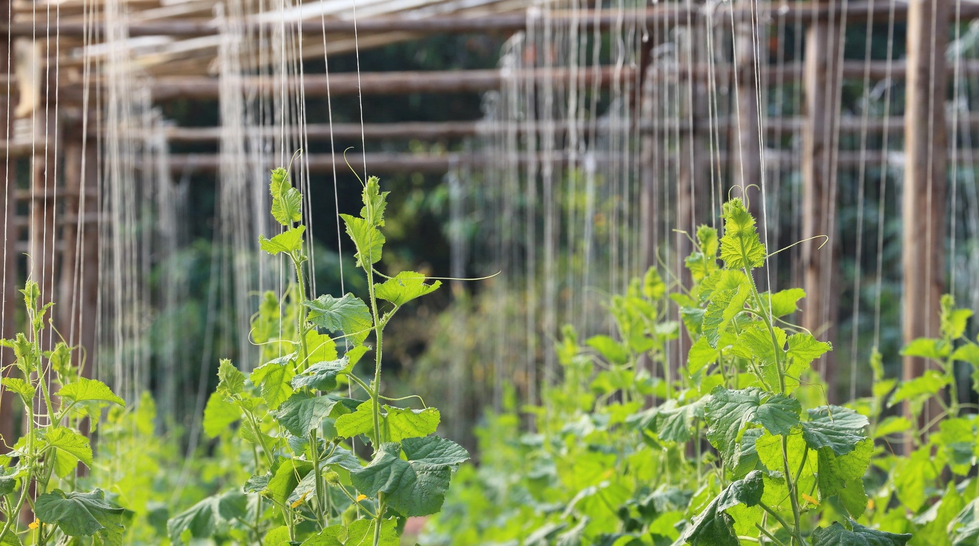 Hanging Garden String