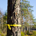 Yellow Marking Tape Around Forest Tree