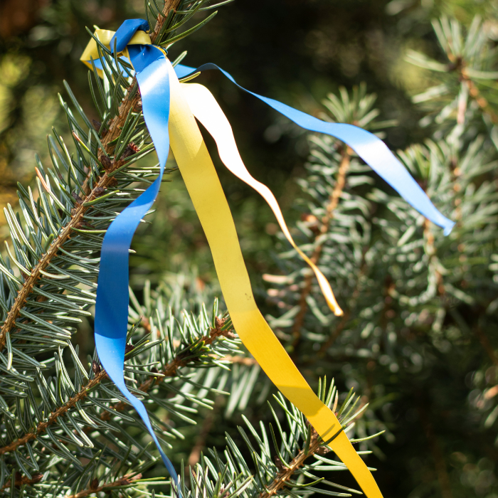 Blue and Yellow Non-Adhesive Tape on Tree Branch